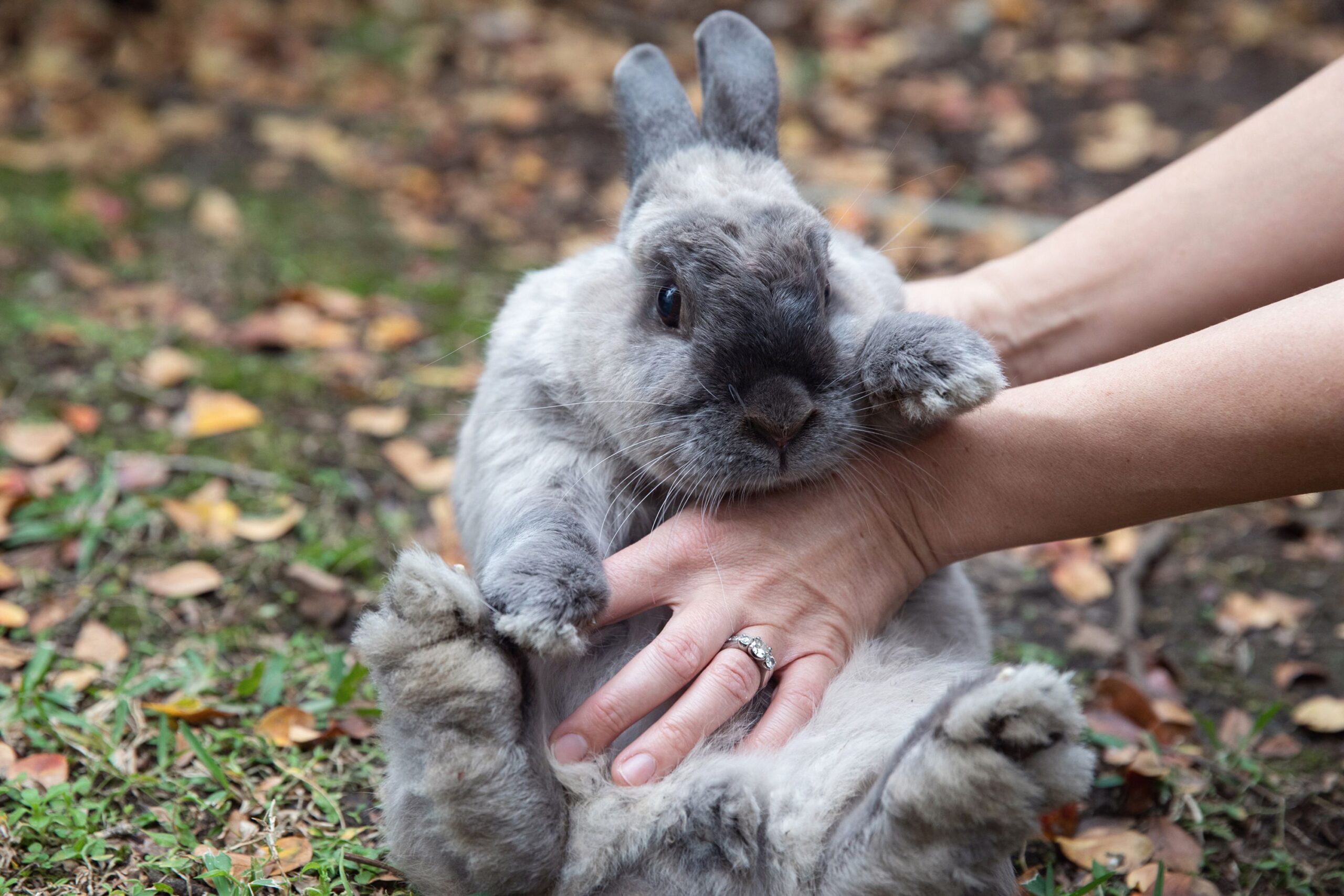 ¿Cuánto cuesta cuidar a un conejo como mascota?