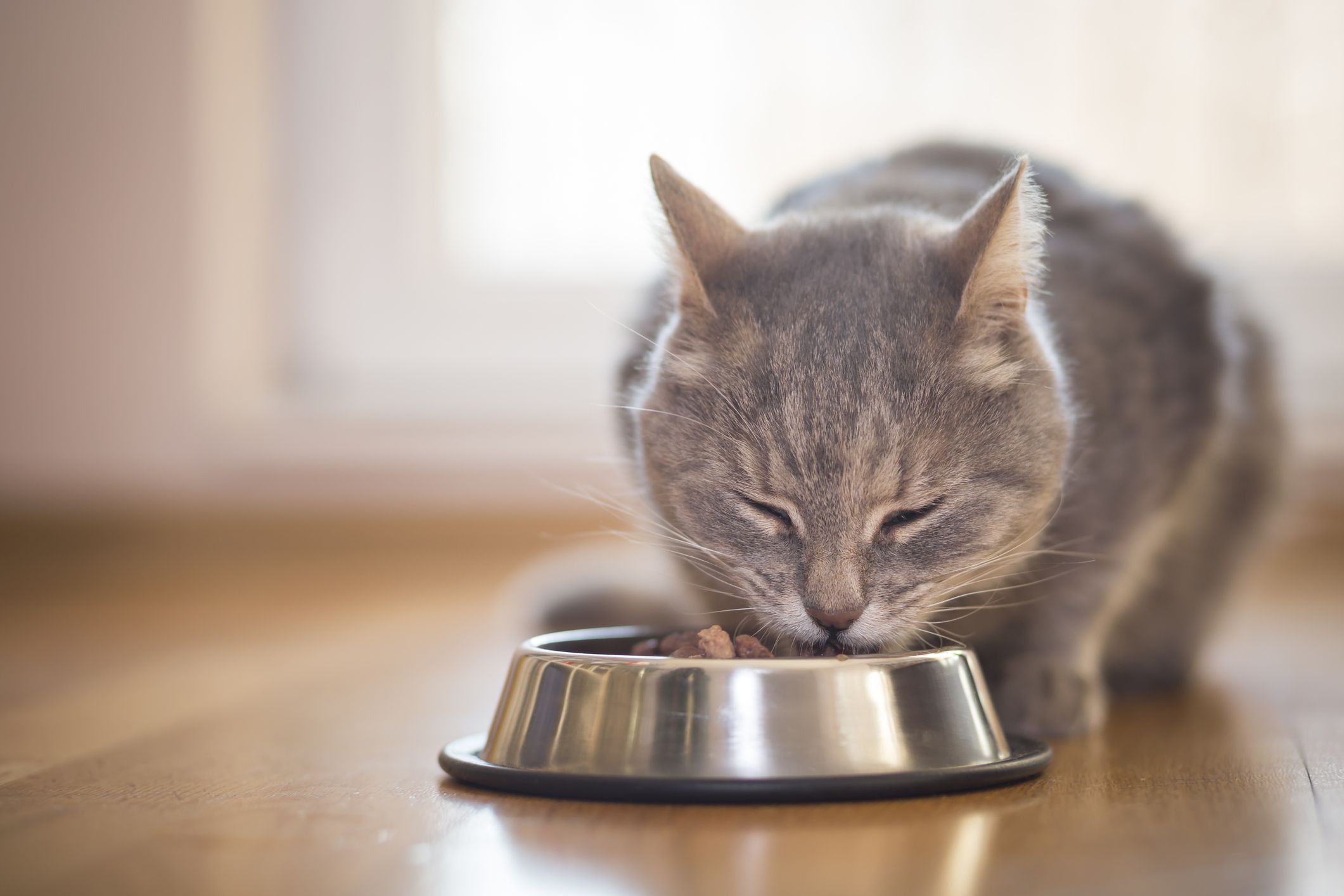 ¿Por qué mi gato vomita la comida?