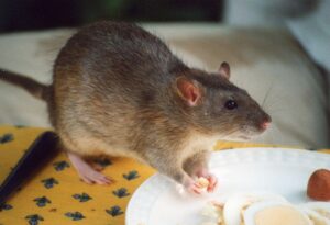 ¿Qué comen las ratas mascota?