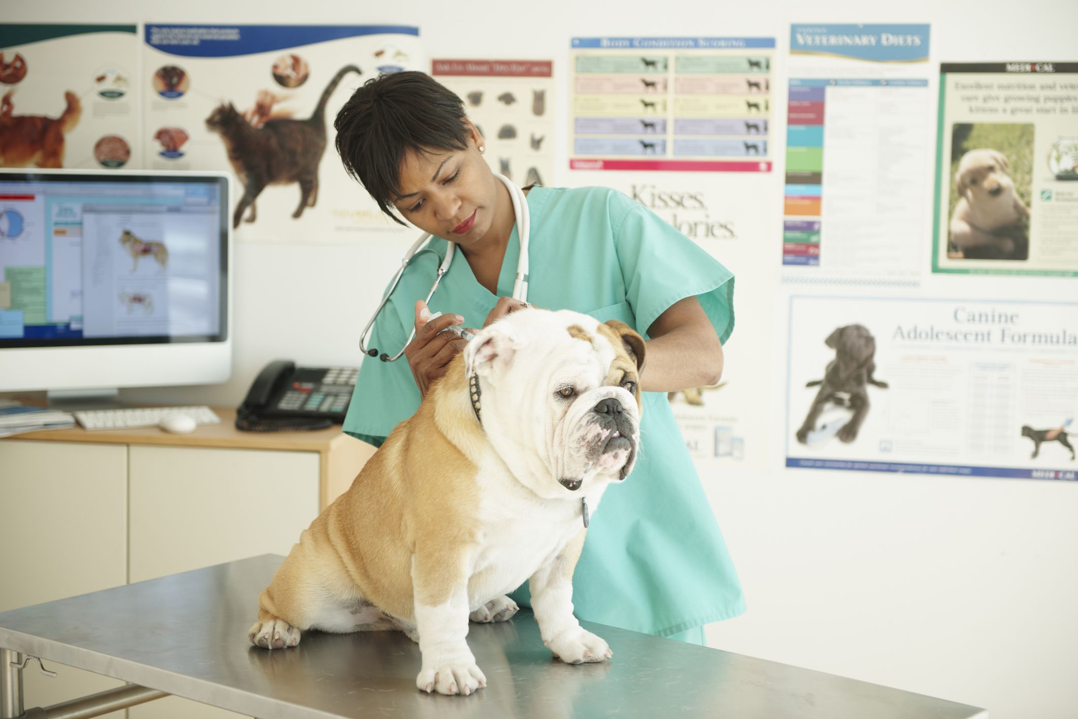 ¿Qué vacunas necesita realmente su perro?
