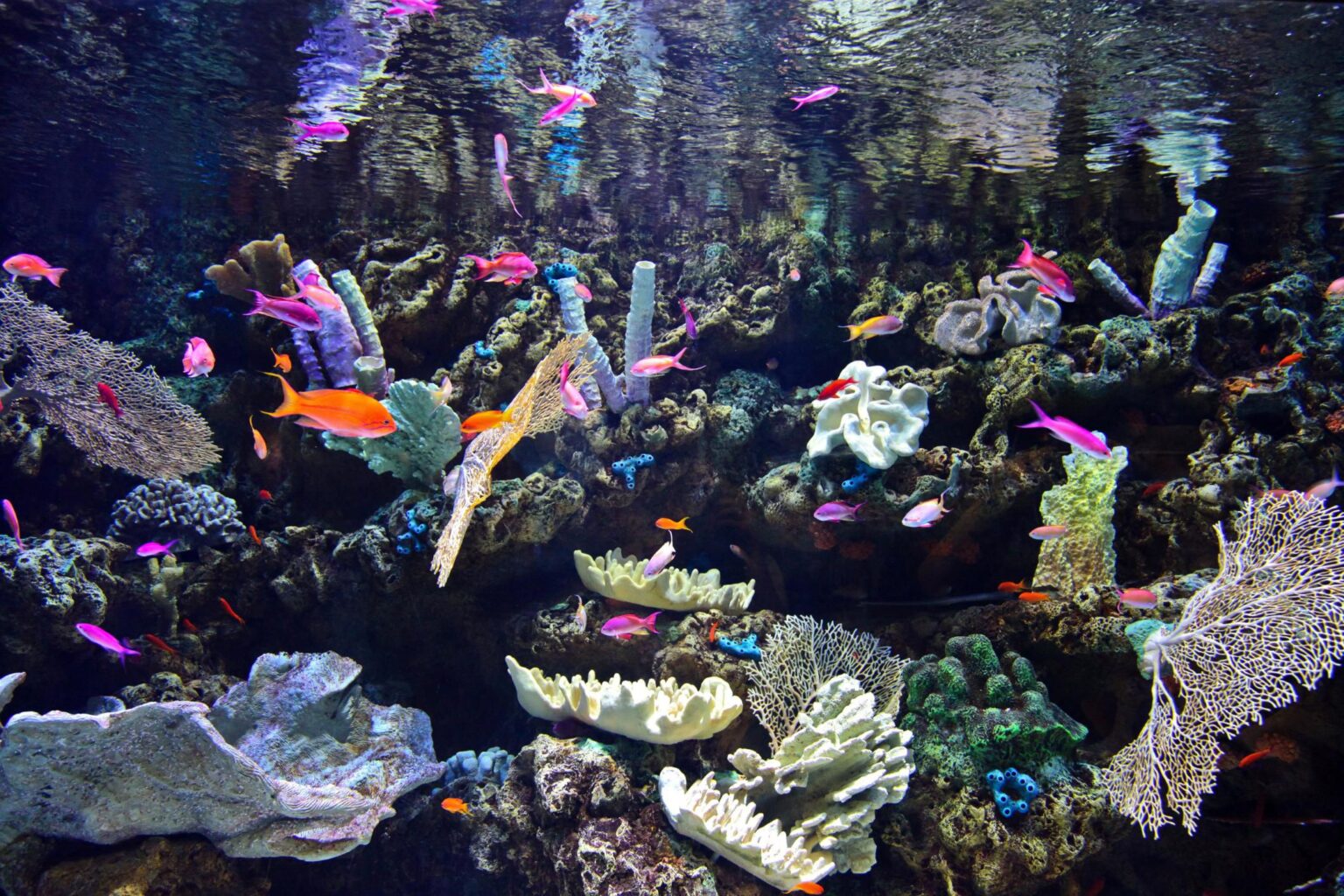 la-temperatura-es-muy-importante-para-tu-acuario-marino-con-corales