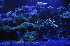 aquarium with LED lighting