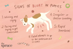 Signs of Bloat in Puppies