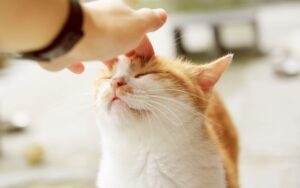 Qué hacer si tu gato babea
