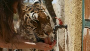 Woman feeding water to a tiger