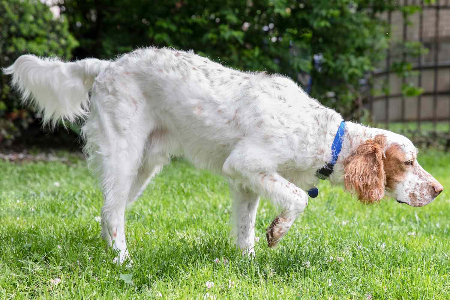 White and tan English Setter dog walking on grass