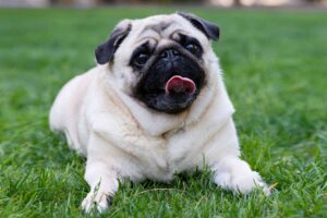 Cream-colored pug laying on grass with tongue out