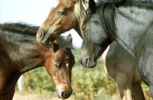15 datos fascinantes sobre los caballos