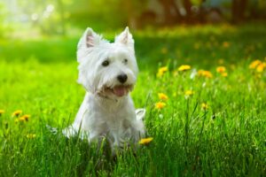 A terrier with long, white hair and pointy ears sitting in grass.