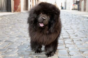 Black chow chow dog walking on cobblestone street with mouth open