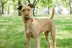 Irish Terrier dog with tan fur standing outside on grass