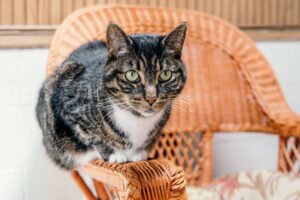 Hybrid brown, black and white cat sitting on rattan chair