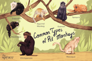 types of monkeys illustration