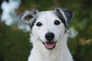 old dog smiling