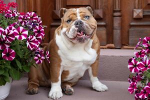 British bulldog with blue eyes sitting on steps near pink and white flowers