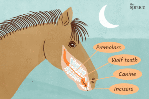 learn about horse teeth illustration