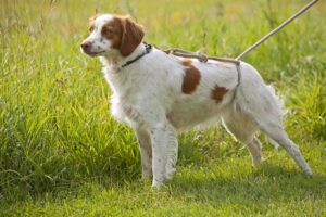 Standing side profile of a Brittany Spaniel on the grass