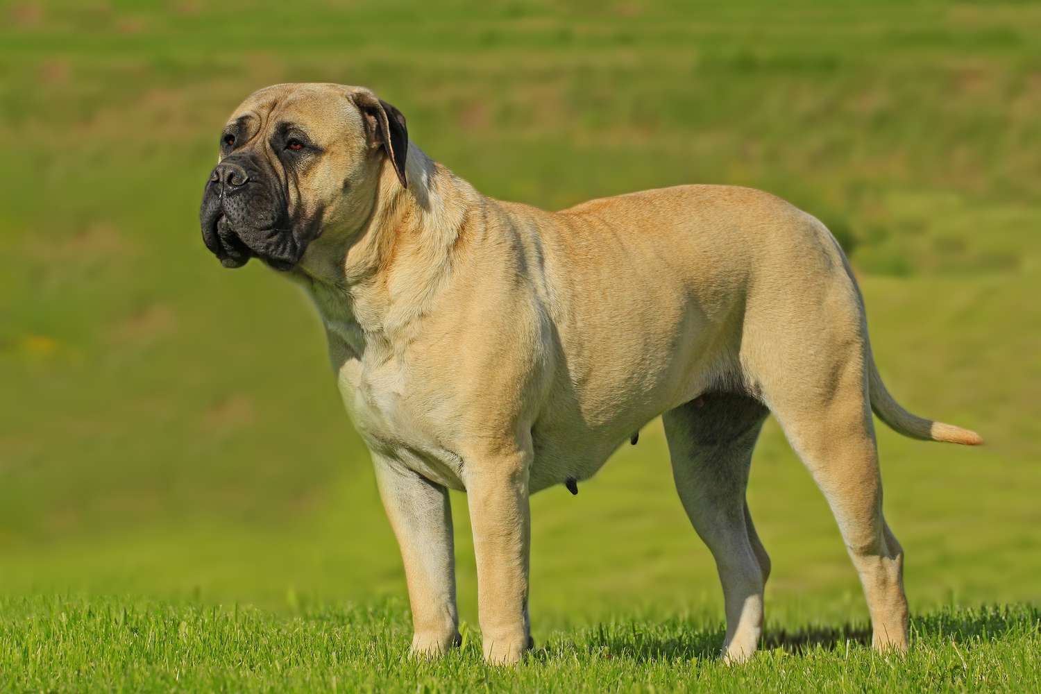 Standing side profile of a Bullmastiff dog
