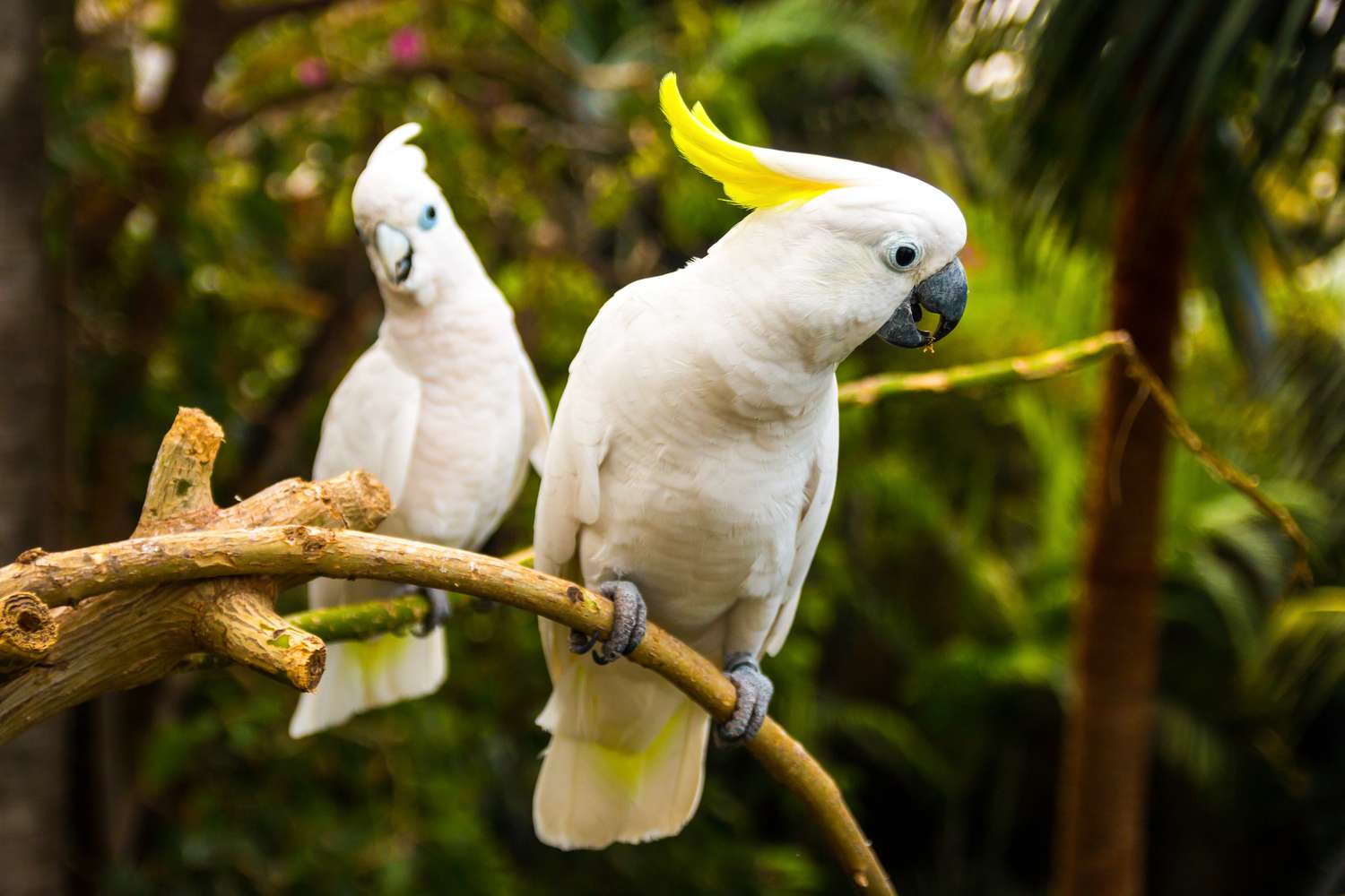 Two white cockatooes