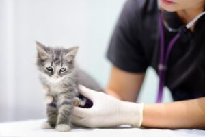Calendario de vacunación para gatitos