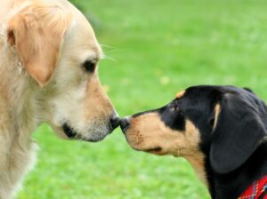 Two dogs nose to nose