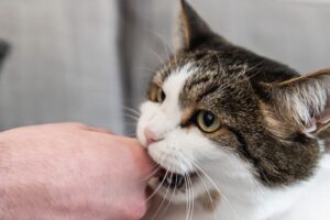 Brown and white cat biting a person's hand