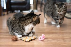 Pushy cat guarding toys from other cat