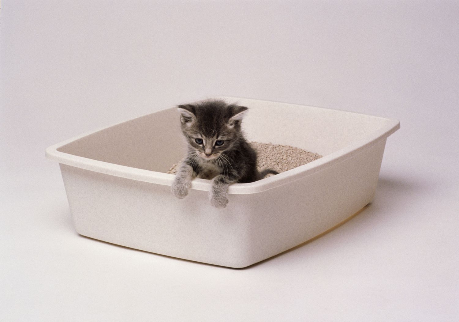 Cómo tratar la diarrea en gatitos