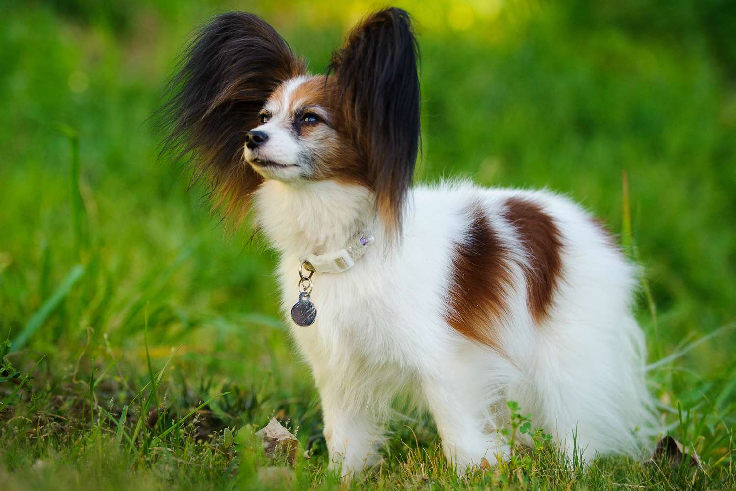 Standing side profile of a papillon dog on the grass