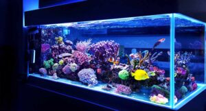 Home aquarium setup