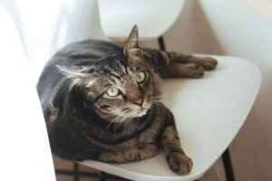 Domestic Mixed-Breed Cat - Full Profile, History, and Care