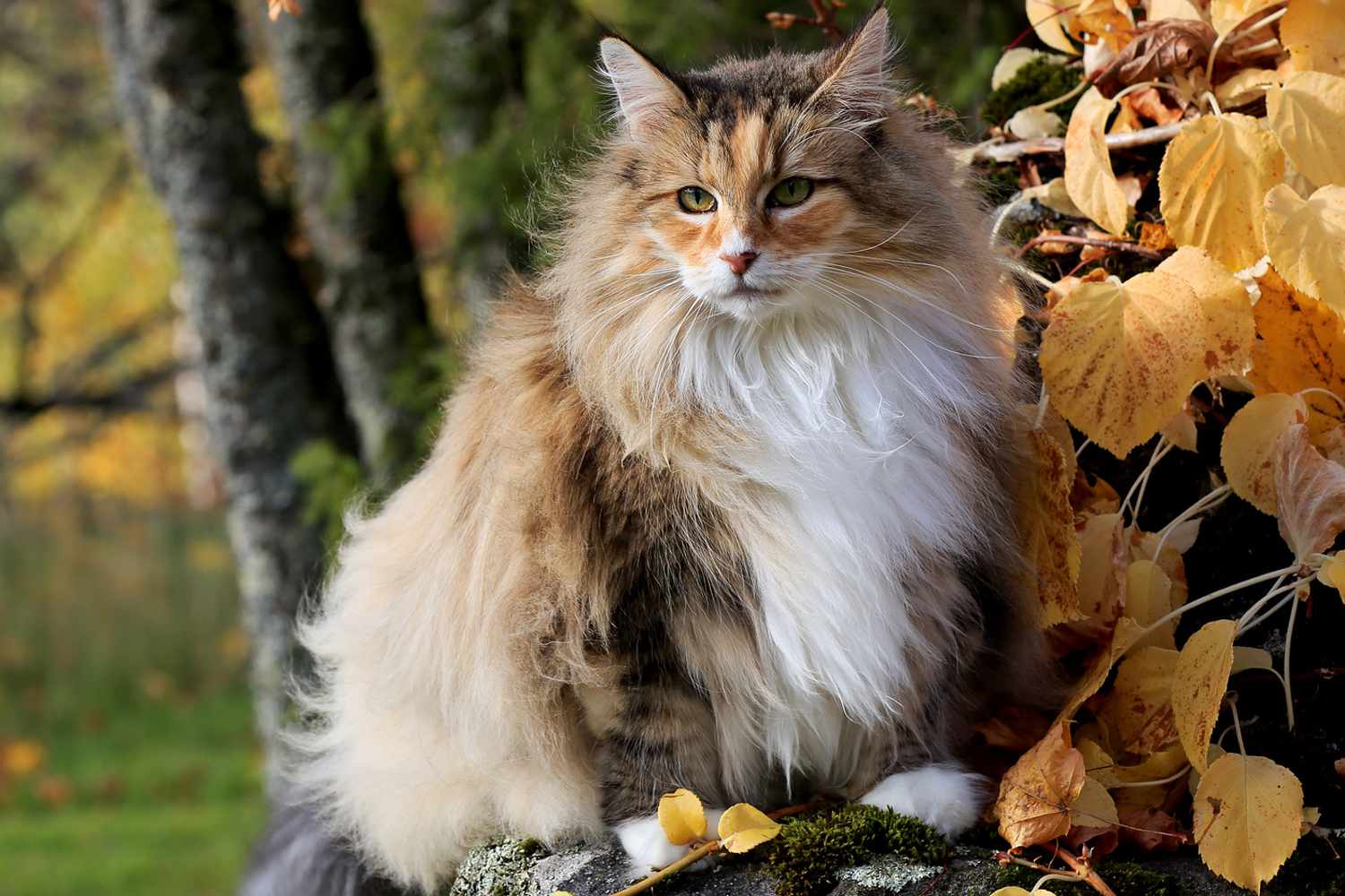 A Norwegian Forest Cat perching in a tree outdoors