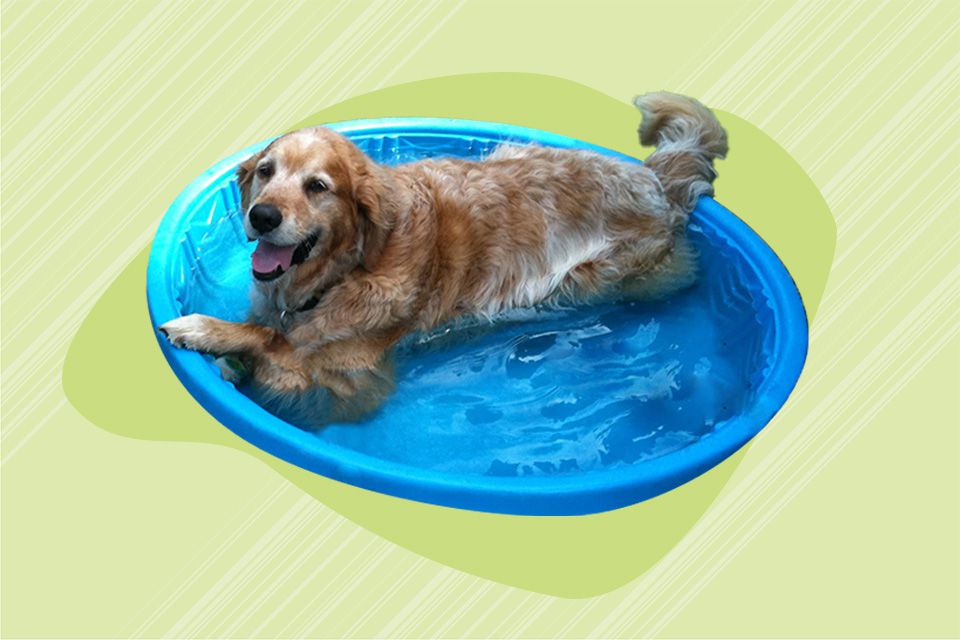 Las 7 mejores piscinas para perros de 2022