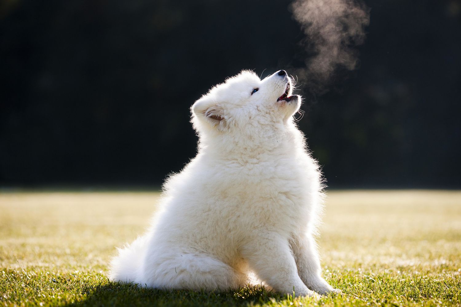 Samoyed puppy howling outside in the grass