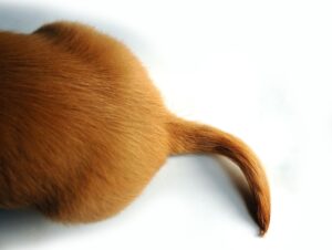 Tail of a puppy dog