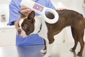 Veterinarian scanning dog for microchip