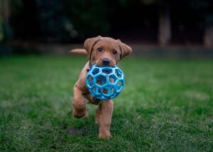 Puppy in grass holding blue ball