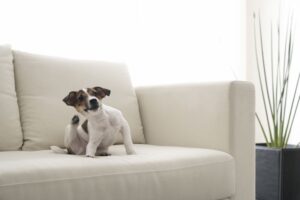 Dog scratching on sofa
