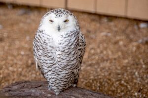 Snowy white owl with yellow owls sitting on wooden perch