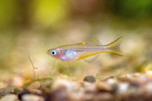 Small forktailed rainbowfish near bottom of fish tank with pebbles