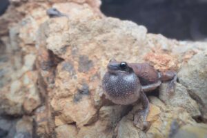 Frog croaking on a rock with an inflated vocal sac.