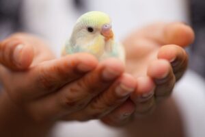 Portrait of parakeet in hands
