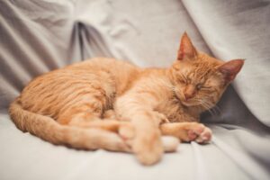 Photo of Red Cat Sleeping