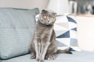 Gray Scottish fold cat with yellow eyes sitting on light blue couch