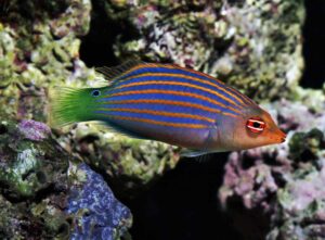 Six Line Wrasse with coral background