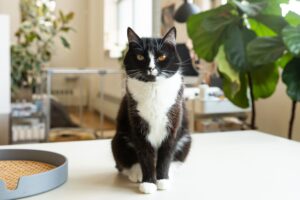 Black and white tuxedo cat sitting on countertop