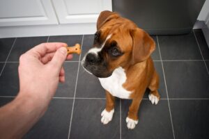 dog treat varieties, boxer puppy waiting for treat