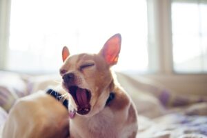 Close-up of Chihuahua yawning while sitting on bed at home