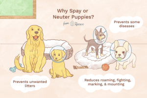 illustration of why to spay or neuter puppies