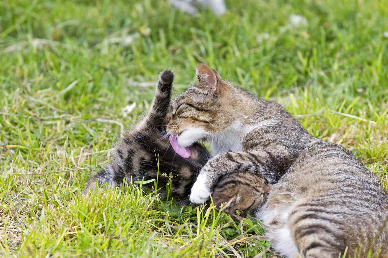 TabTabby mother cat nursing a kitten in grass